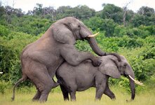 Elephants.jpg Elephants.jpg