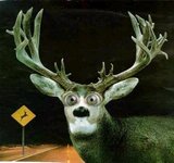 deer.jpg