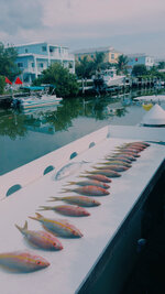 IMG_2124_COLOURTONE.jpeg