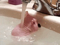 1782569262634.gif